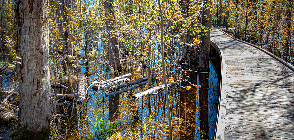 A wood board walk in a wooded, swampy area.